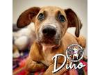 Dino Flintstone German Shepherd Dog Puppy Male