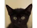 Adopt Sky a Manx
