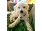 BAILEY BICHON Bichon Frise Adult Male