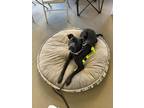 Adopt Annie Oakley a Labrador Retriever, Staffordshire Bull Terrier