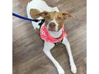 Adopt Margo A706 a Pointer, Hound