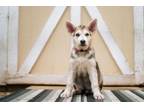 Adopt PUPPY Rose Sunflower a German Shepherd Dog