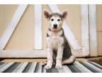 Adopt PUPPY Fume Daisy a German Shepherd Dog, Husky