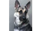 Adopt Gemma a German Shepherd Dog