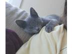 Adopt Choo Choo a Russian Blue