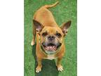 Adopt Roxy a Boxer, Pug