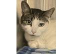 Adopt SEKY a Domestic Short Hair