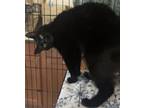 Adopt BEAR BEAR a Domestic Short Hair