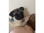 Adopt Millie Mumbles a Pug
