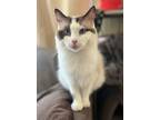 Adopt Taylor a Snowshoe