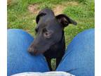 Adopt Jasmine a Labrador Retriever, Pit Bull Terrier