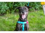 Adopt Stella a Pit Bull Terrier, Mixed Breed
