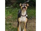 Adopt Ella a Patterdale Terrier / Fell Terrier, Australian Shepherd
