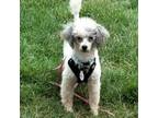 Adopt Josephine a Poodle