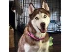 Adopt Anna a Siberian Husky