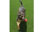 Adopt Oakley 3151 a German Shepherd Dog