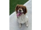Adopt * Lilly - HOLD a Brittany Spaniel