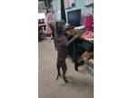 Adopt Brisket a Weimaraner, Mixed Breed