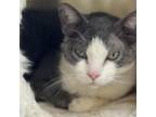 Adopt Munchkin a Domestic Short Hair