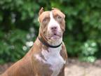 Adopt SERENA a American Staffordshire Terrier