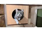 Adopt Flurry a American Shorthair