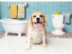 Adopt Rosie (Bonded with Ruby) a Beagle