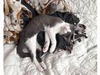 Liv Domestic Shorthair Kitten Female