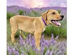 PUPPY HANK Labrador Retriever Puppy Male