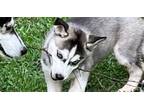 Adopt Gertie a Siberian Husky