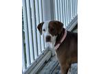 Adopt Kalina a Pointer