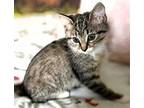 KITTEN PUDDIN' Domestic Mediumhair Kitten Female