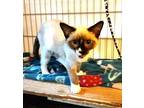 Ivy Domestic Mediumhair Kitten Female