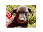 Adopt Kenya-Tanzania a American Staffordshire Terrier, Basset Hound