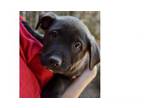 Adopt Kenya-Nimbia a American Staffordshire Terrier, Basset Hound