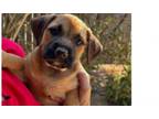 Adopt Kenya-Sahara a American Staffordshire Terrier, Basset Hound