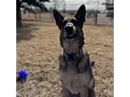 Ruby German Shepherd Dog Adult Female