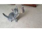 Howie Domestic Shorthair Kitten Male