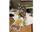 Adopt Hannah a Domestic Medium Hair, Tabby