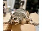 Adopt Junia a Domestic Long Hair, Tabby