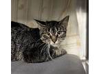 Piper Domestic Shorthair Young Female