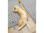 Oliver Domestic Shorthair Young Male
