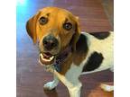 Doughboy Beagle Young Male