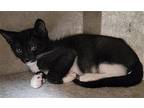 Womiye Domestic Shorthair Kitten Female