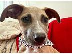 Barney Flintstone Puppy Male