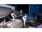 Pharoah Great Dane Young Male
