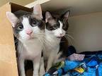 Margo / Mr. Bishop Snowshoe Adult Female