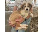 PUPPY GENTLE GINNY-FOSTER NEEDED Australian Shepherd Young Female