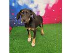 Mango Hound (Unknown Type) Puppy Female