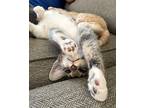 Aurora Domestic Mediumhair Kitten Female