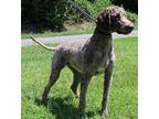 Wendy 39970 Labrador Retriever Adult Female